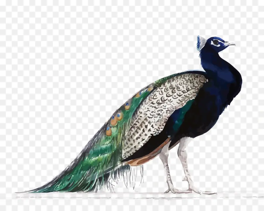 Pavo Real，Pájaro PNG