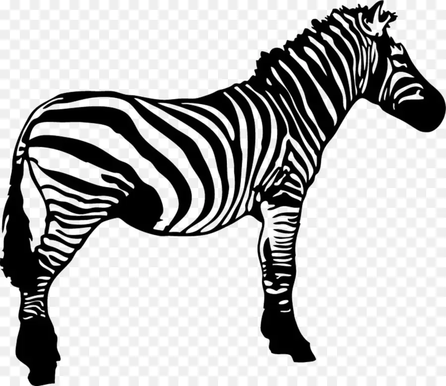 Zebra，De Dibujos Animados PNG