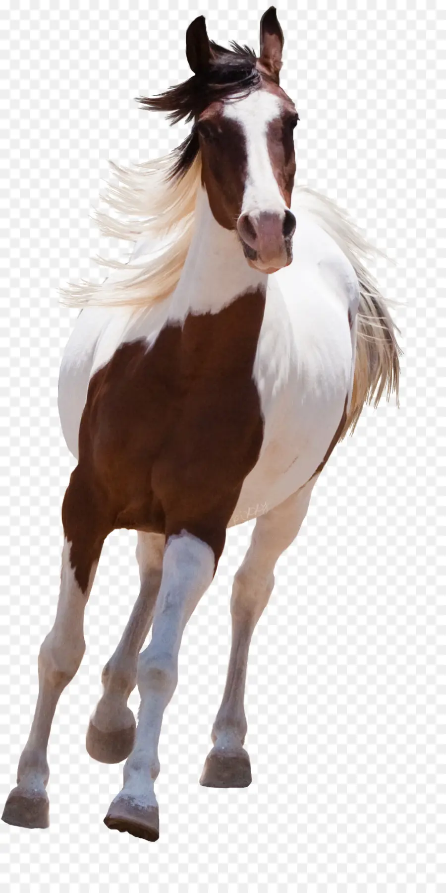 Caballo árabe，American Paint Horse PNG