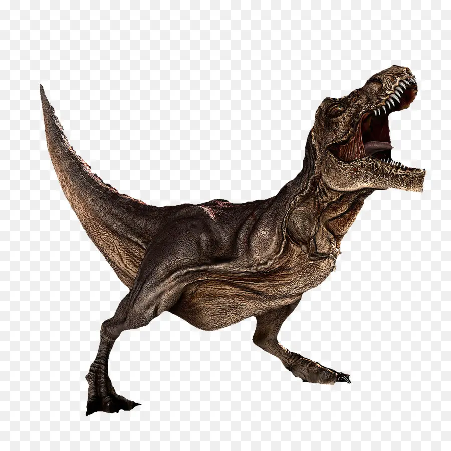 Dinosaurio，El Tyrannosaurus Rex PNG