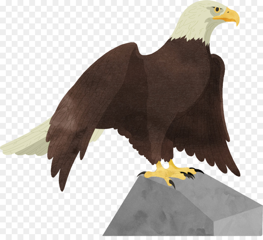 águila Calva，águila PNG