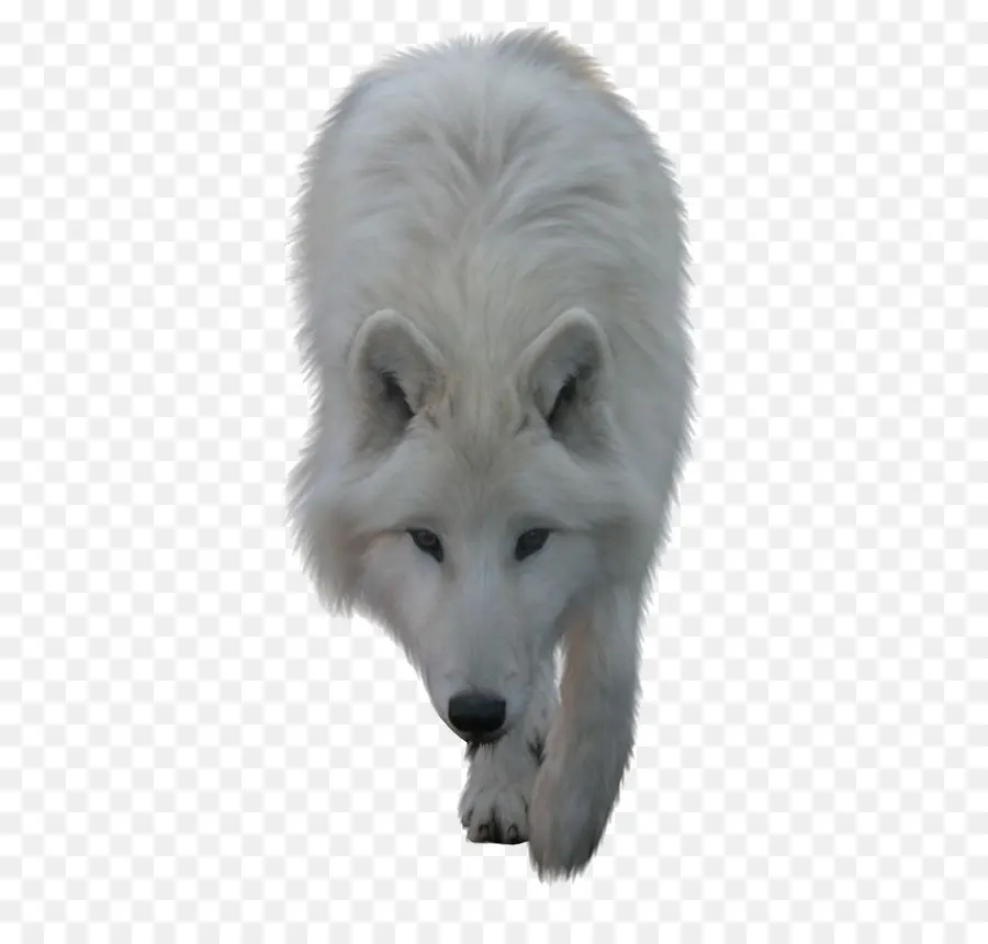 Lobo Blanco，Lobo PNG