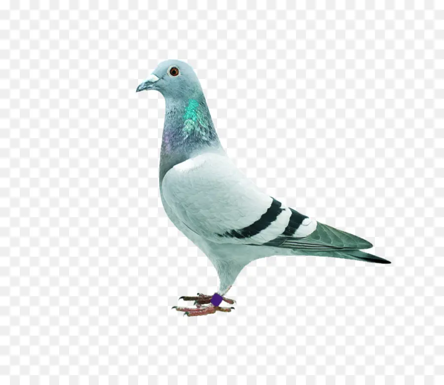 Homing Pigeon，Stock Paloma PNG