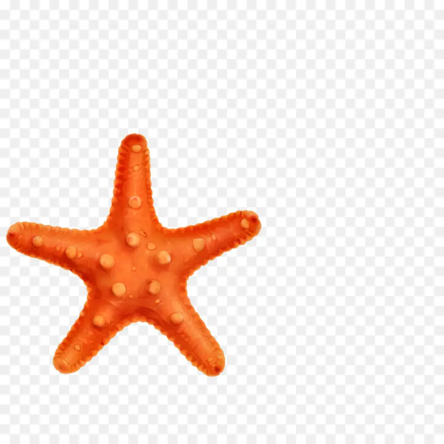 Estrella De Mar，Mar PNG