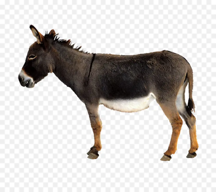 Burro，Mula PNG