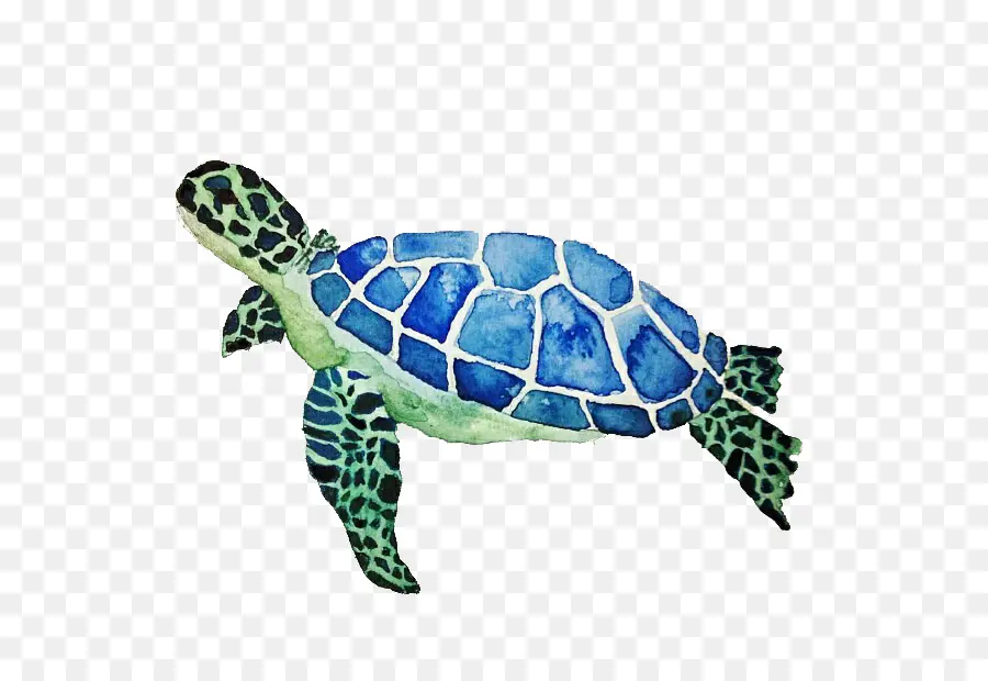 Tortuga，Tortuga De Mar PNG