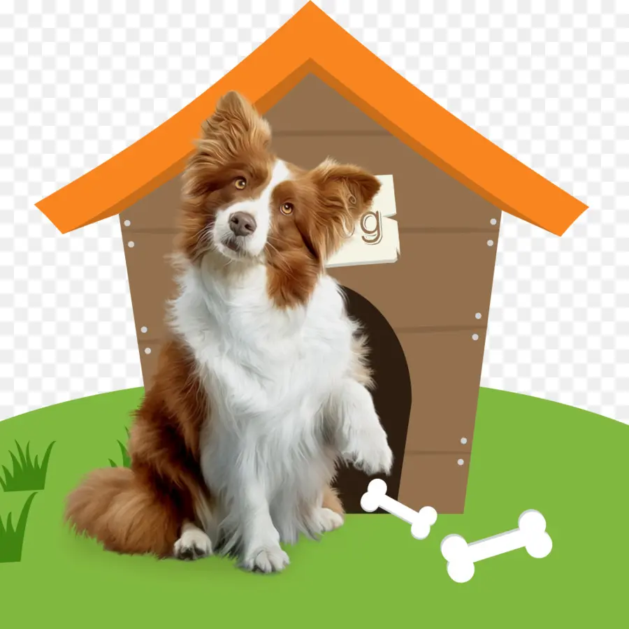 Perro Y Casa，Perrera PNG