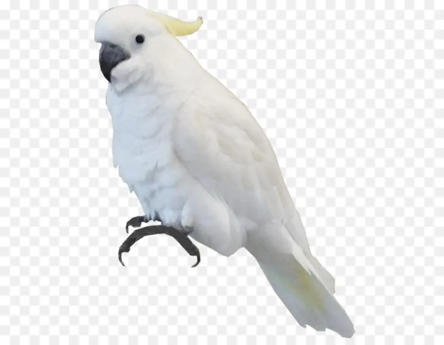 Cacatúa Blanca，Cacatúa PNG