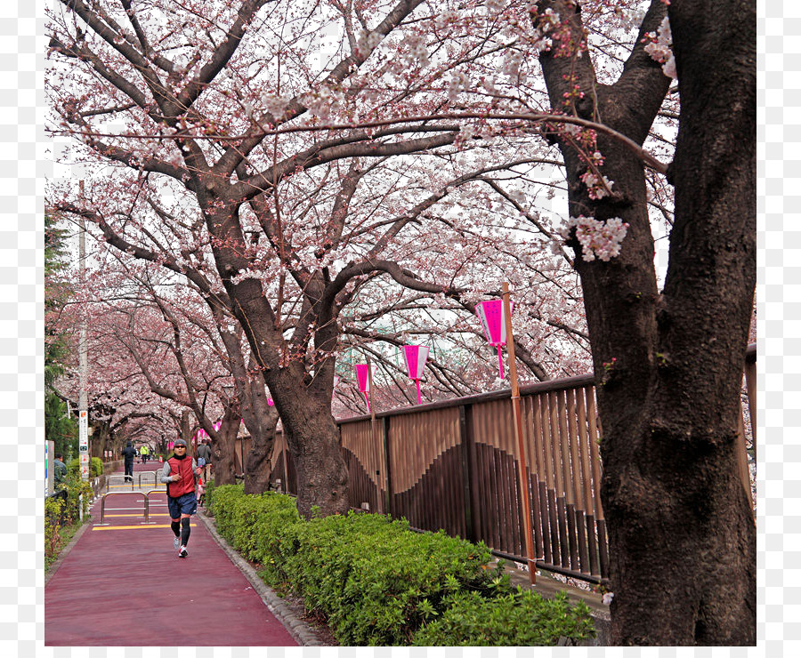 Tokio，De Los Cerezos En Flor PNG