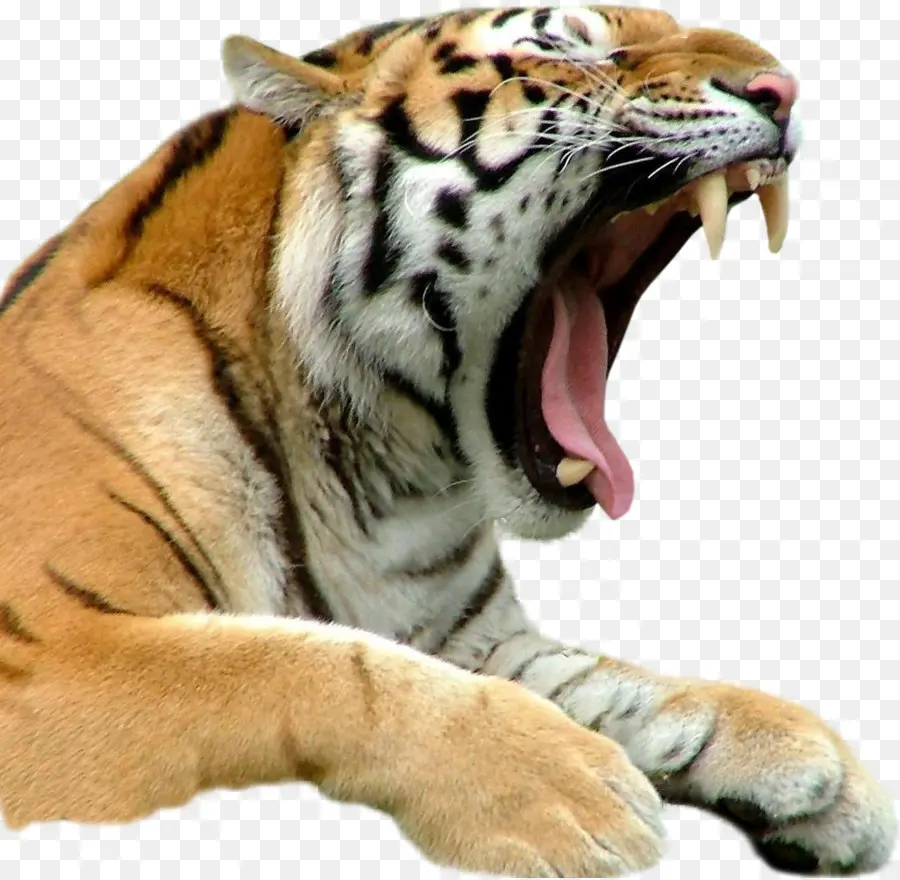 Tigre De Bengala，Tigre Blanco PNG