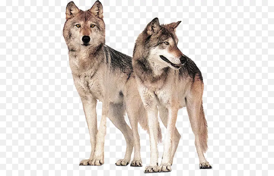 Lobo Gris，Los Lobos PNG