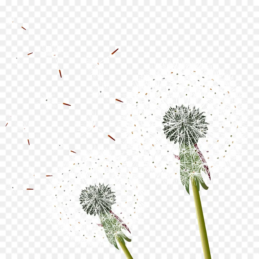 Diente De León，Postscript Encapsulado PNG