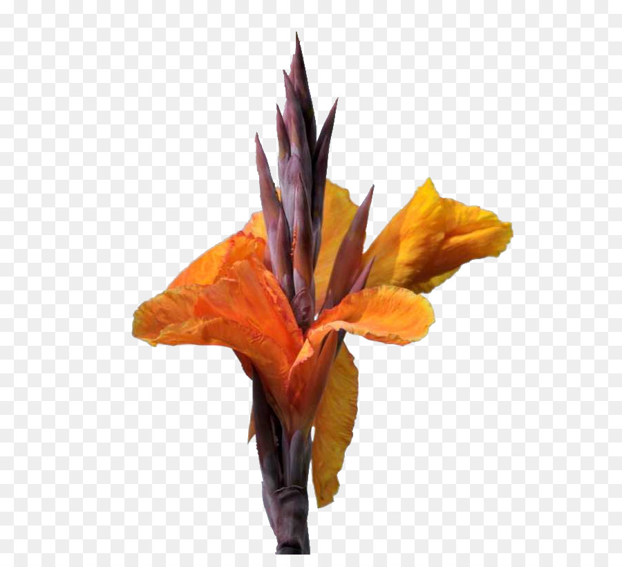 Canna Indica，Flor PNG