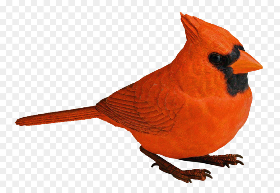 Bird，Animal PNG