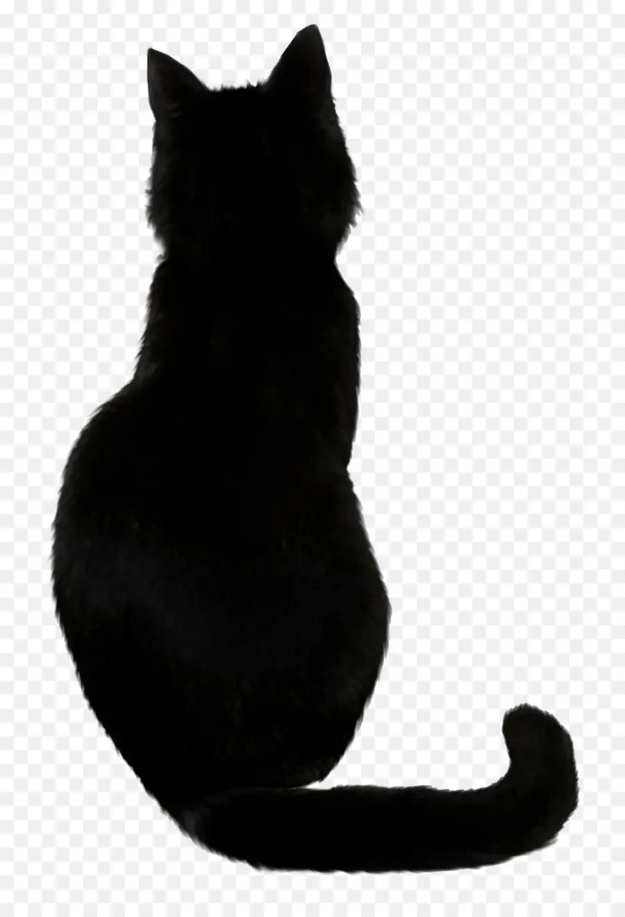 Savannah Gato，Gato Negro PNG