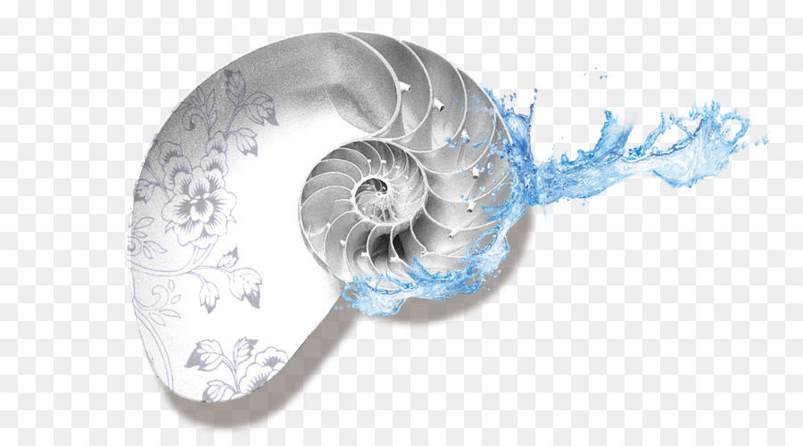 Concha De Nautilo，Agua PNG