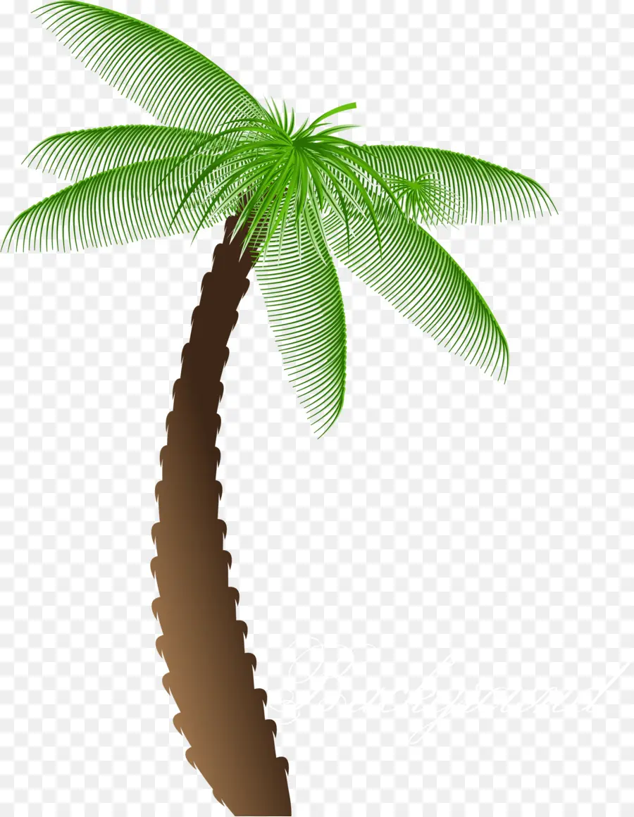 Palmera，Árbol PNG