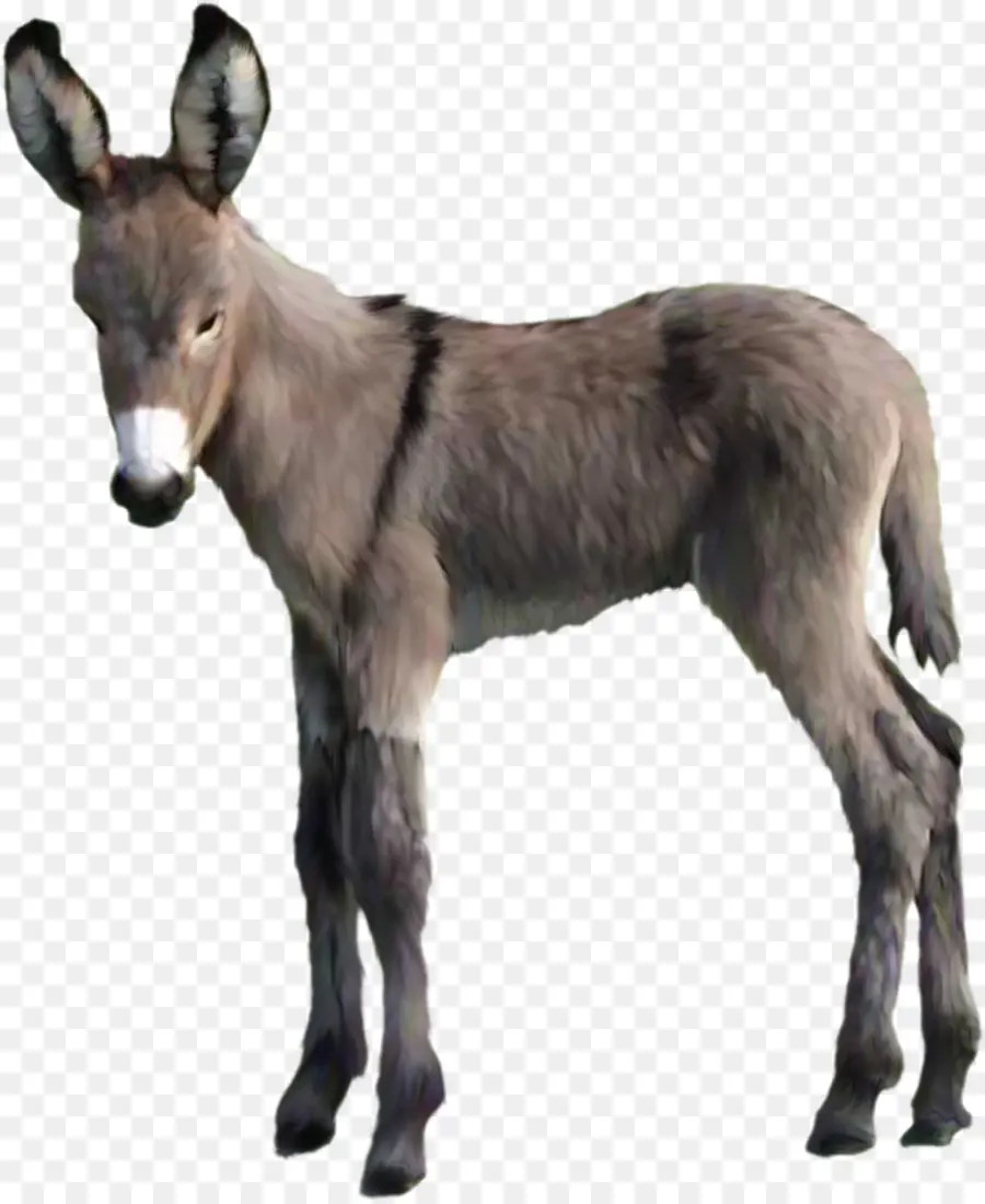 Burro，Animal PNG