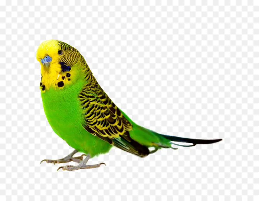 Pájaro Colorido，Plumas PNG