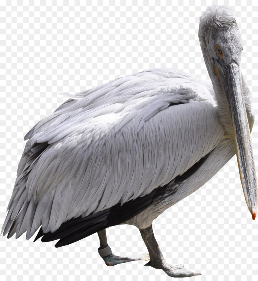 Pelícano Blanco，Plumas PNG