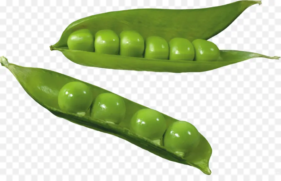 Pea，Total Bin PNG