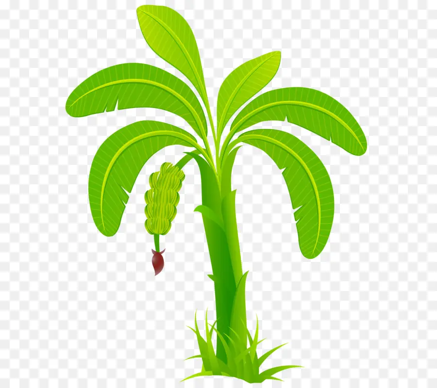 Arecaceae，Adobe Illustrator PNG