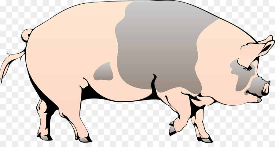 Cerdo Doméstico，Animación PNG