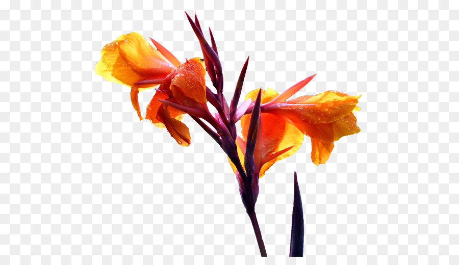 Flor De Iris，Púrpura PNG