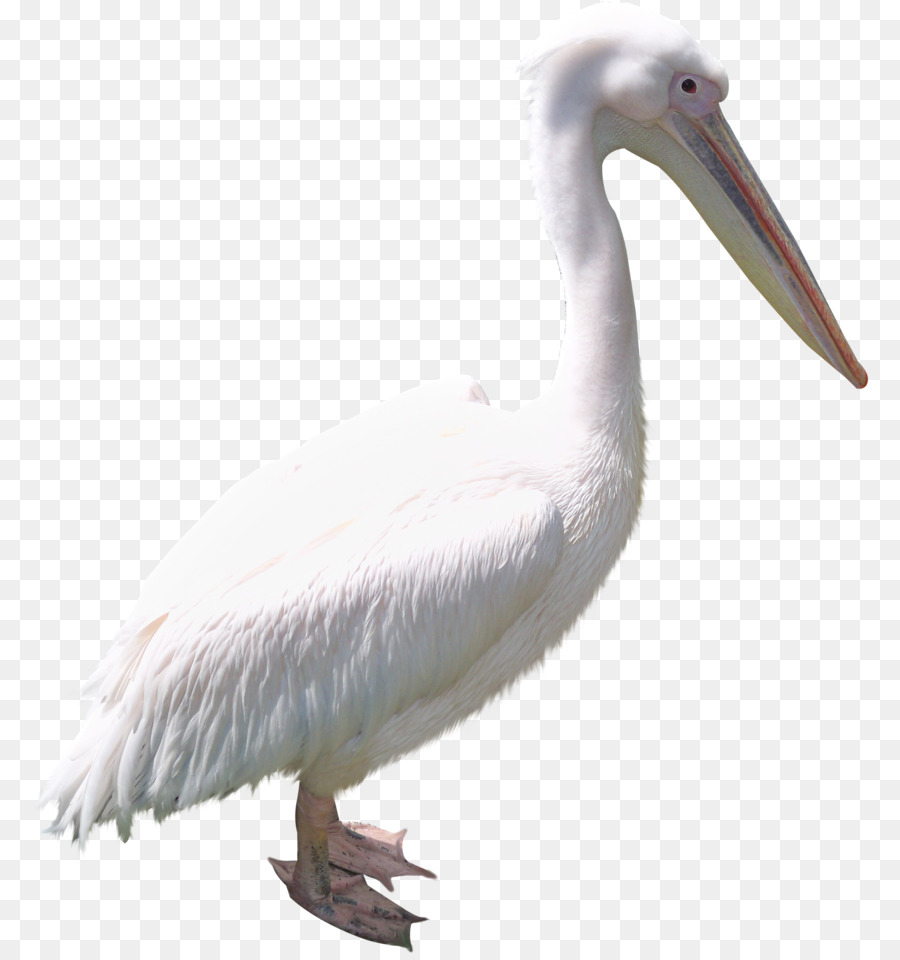 Pelícano Blanco，Plumas PNG