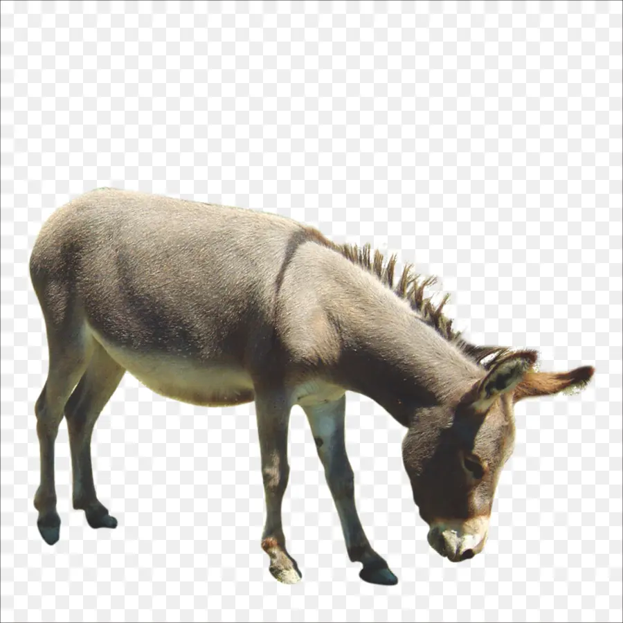 Burro，Caballo PNG