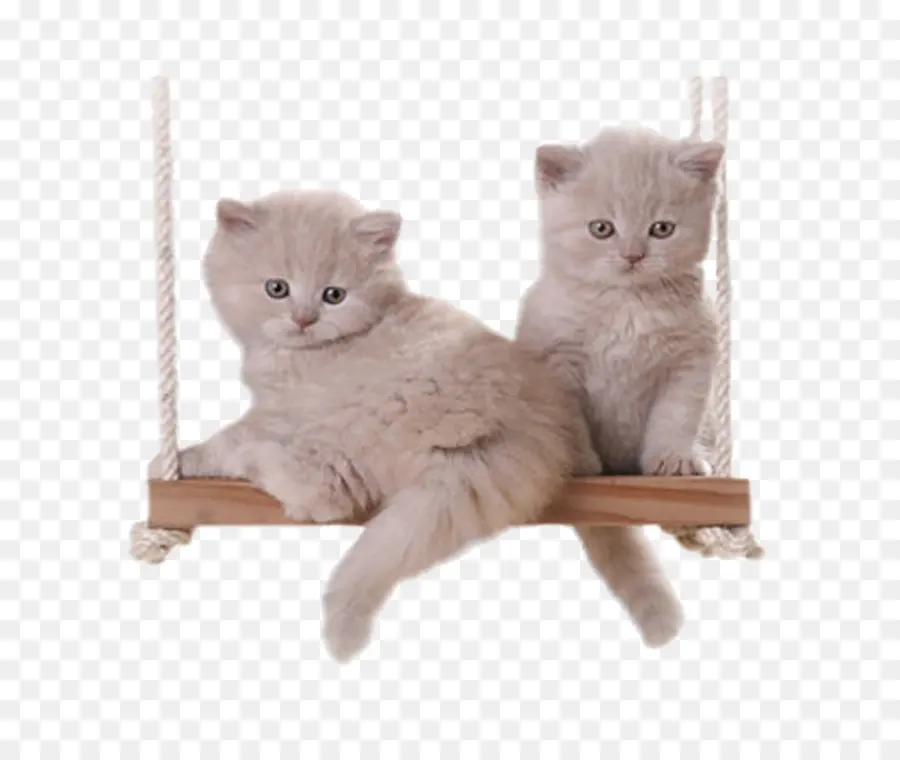 Lindos Gatitos，Gatos PNG