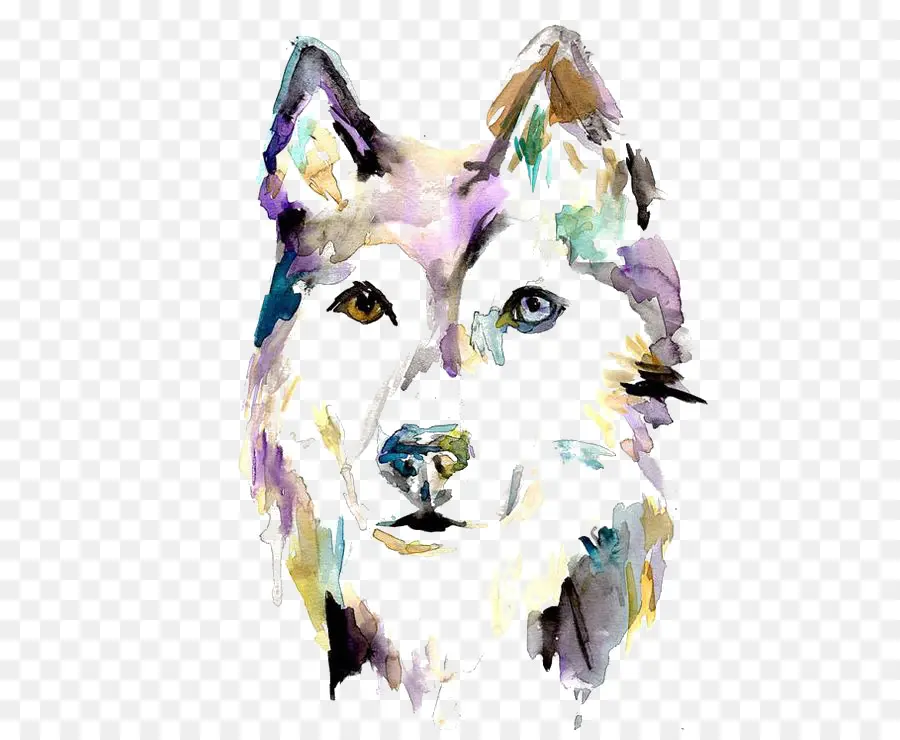 Husky Siberiano，Pintura A La Acuarela PNG