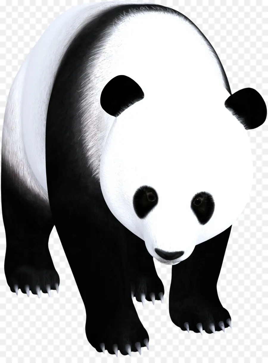 El Panda Gigante，Oso PNG