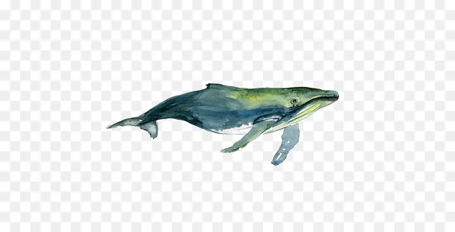 Ballena，Acuarela PNG