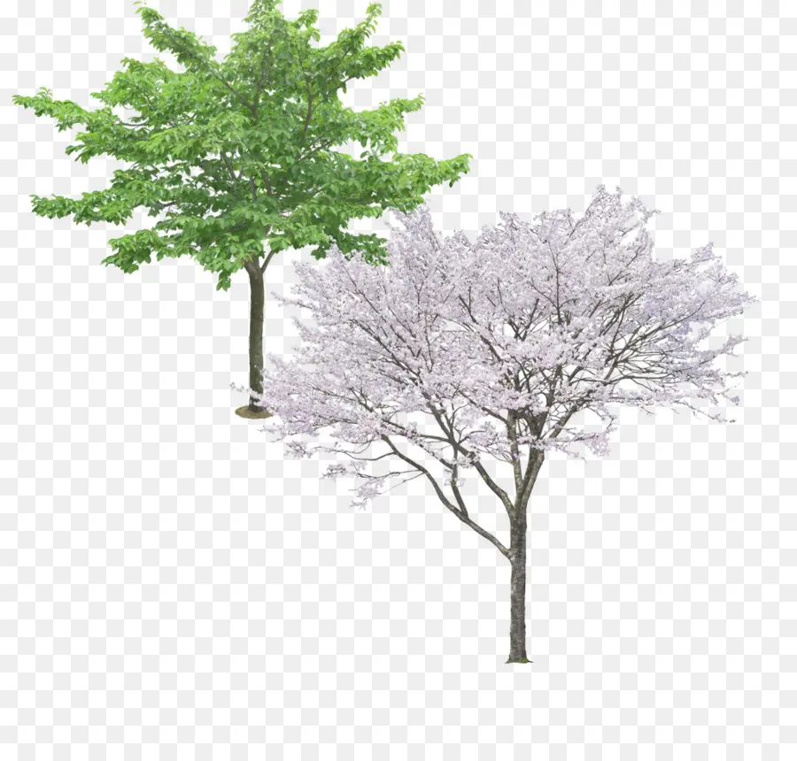 Árbol De Flor De Cerezo，Primavera PNG