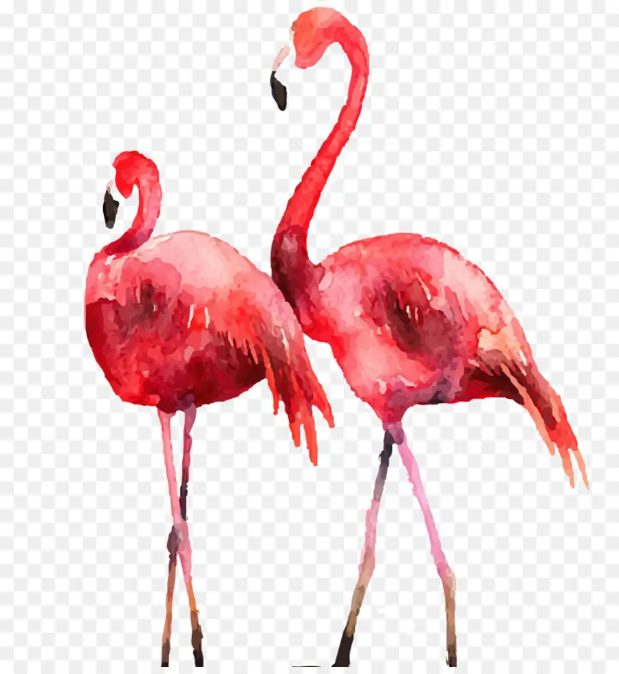 Flamingo，Cartel PNG