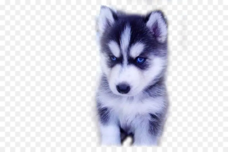 Cachorro Husky，Perro PNG