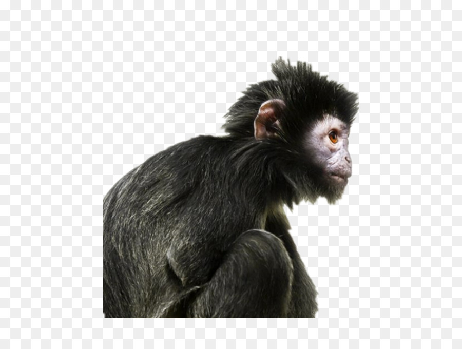 Mono，Primate PNG