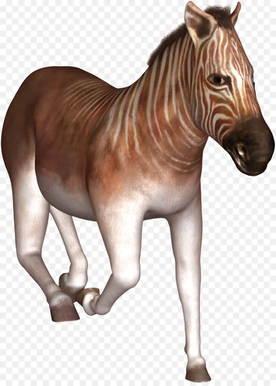 Caballo，Zebra PNG