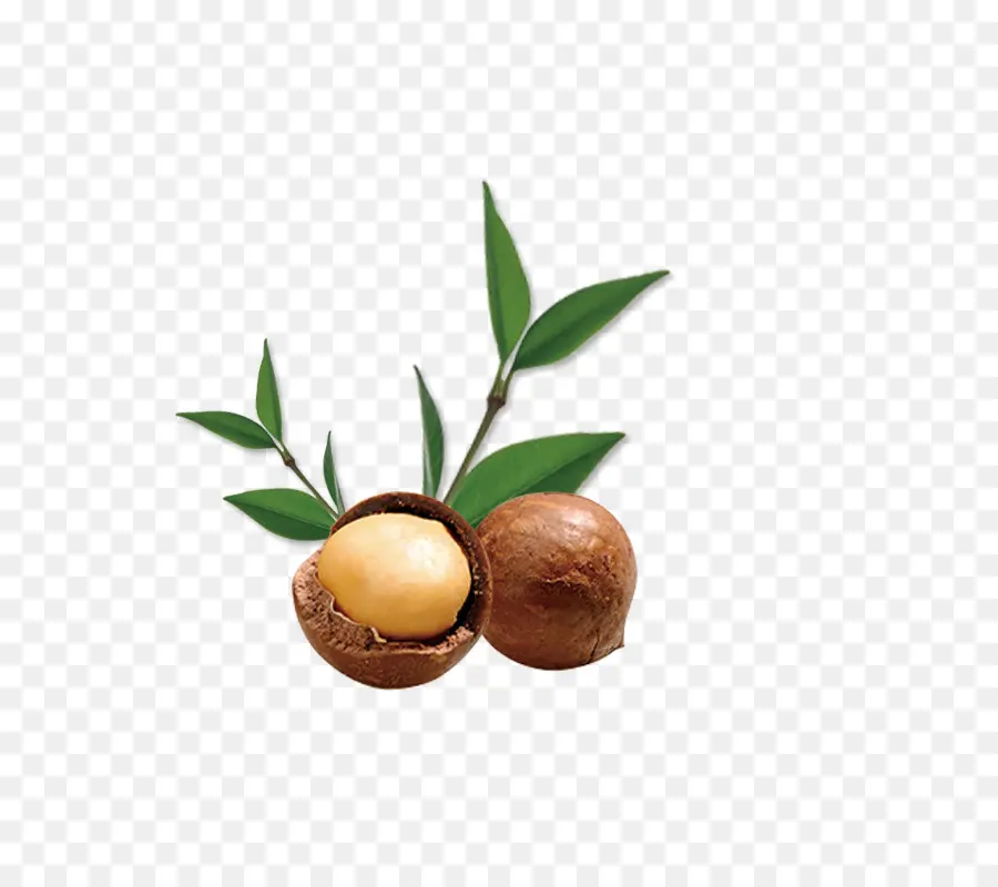 Nueces De Macadamia，Hojas PNG