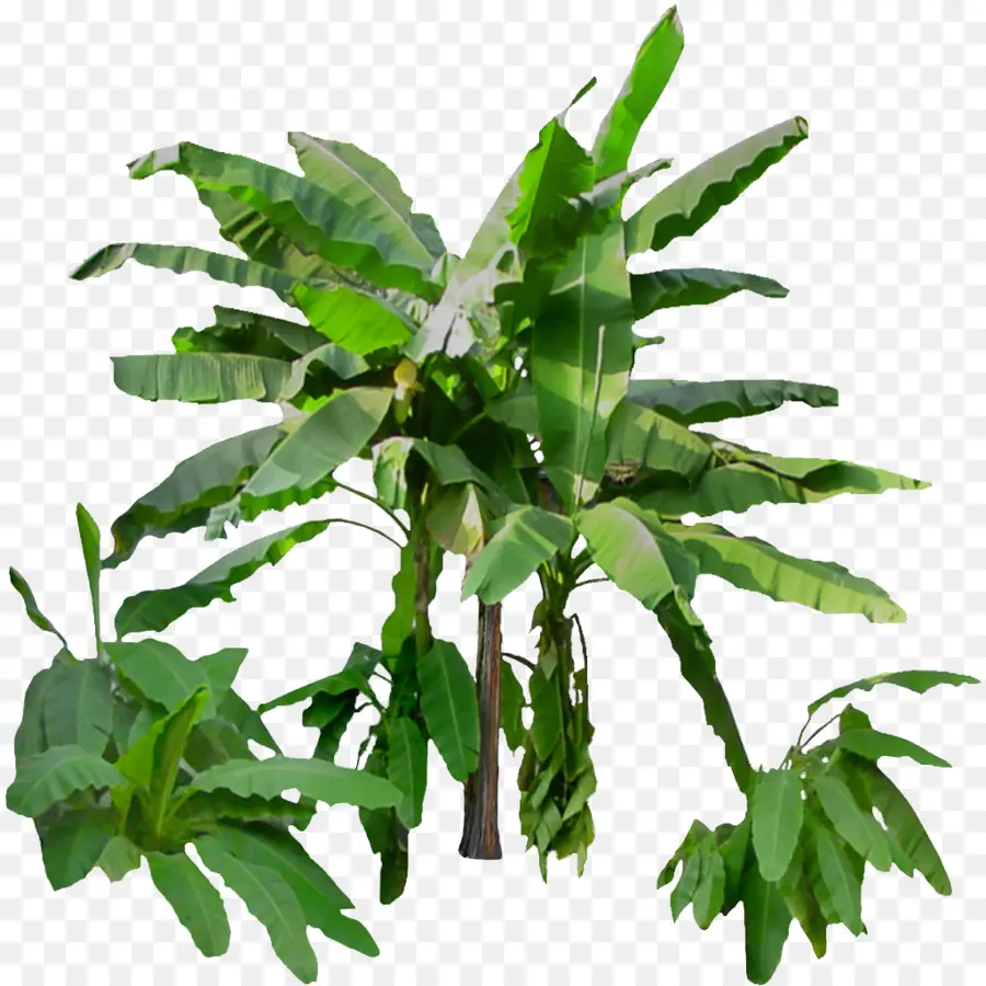 Planta De Banano，Banana PNG