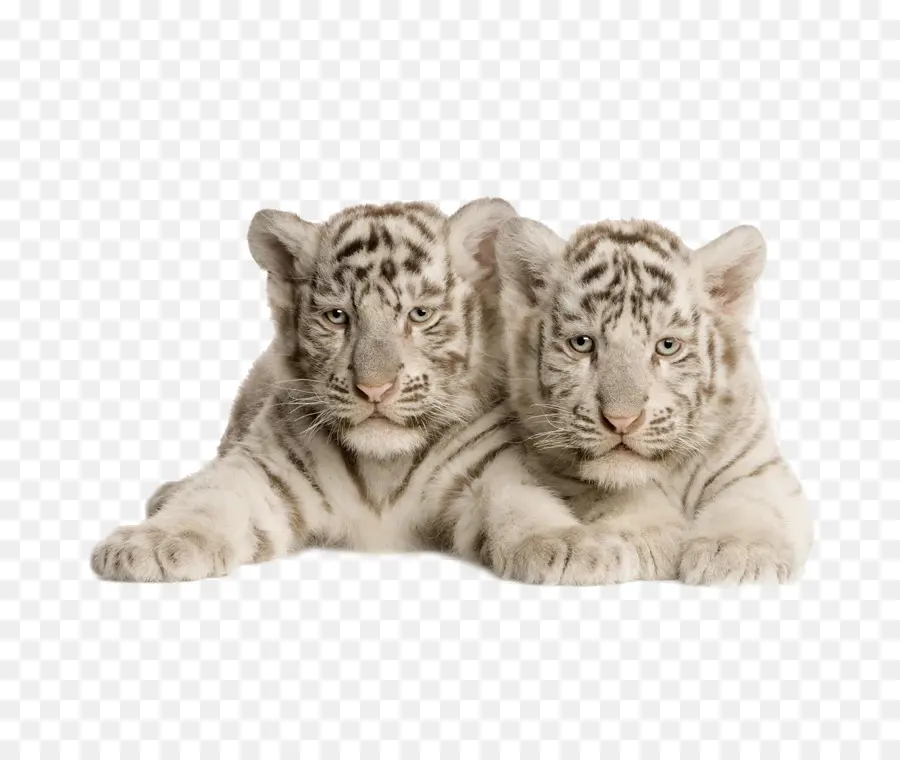 Tigre De Bengala，Tigre Blanco PNG