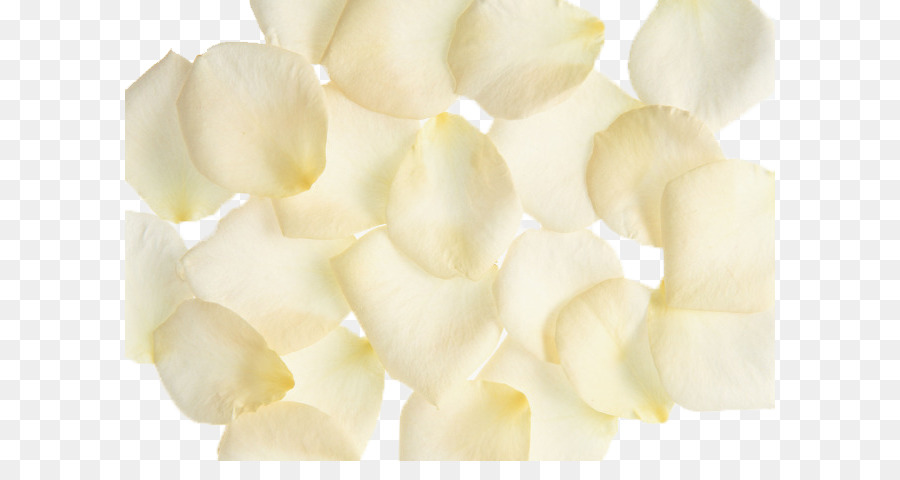 Pétalo，Blanco PNG