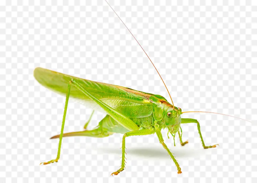 Saltamontes，Una Fotografía De Stock PNG