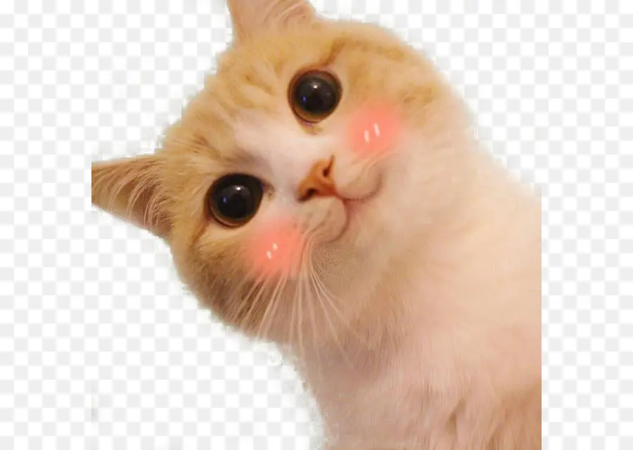 Gato，La Lindura PNG