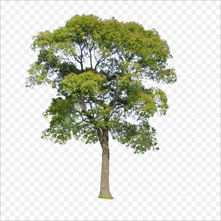 Árbol，Verde PNG