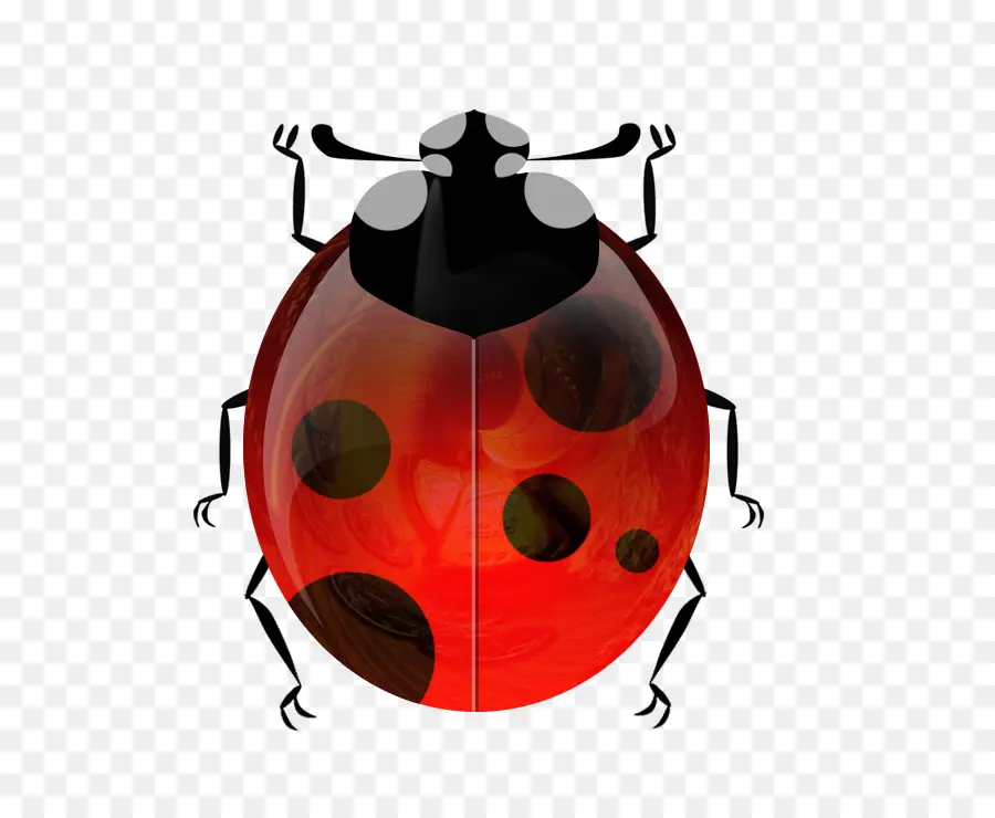 Escarabajo，Mariquita PNG