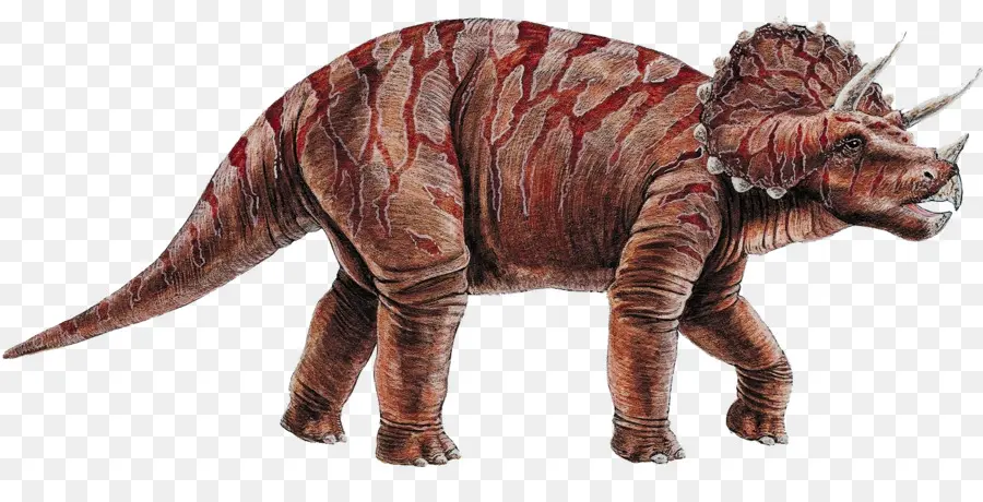 Triceratops，Dinosaurio PNG