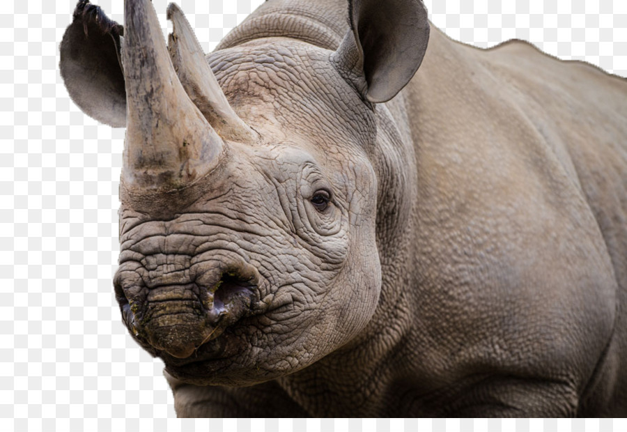 Parque Nacional Kruger，Rinoceronte PNG
