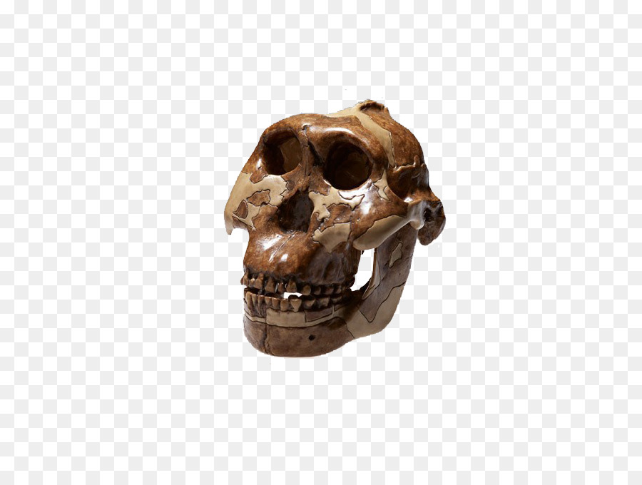Cráneo，Hueso PNG